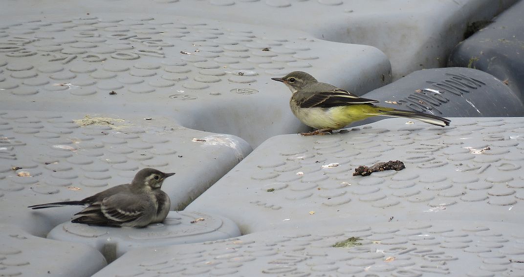 Juvenile and Adult Grey Wagtail 